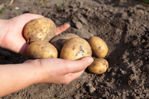 Aardappelen in de hand
