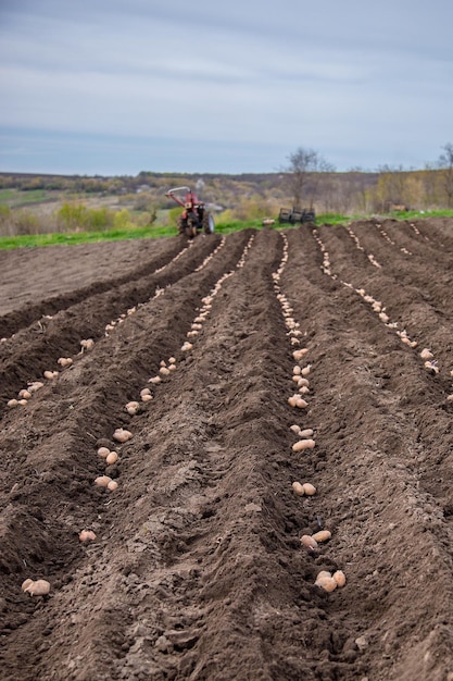 Aardappelen in dozen om te poten Aardappelen poten op zijn land in het dorp