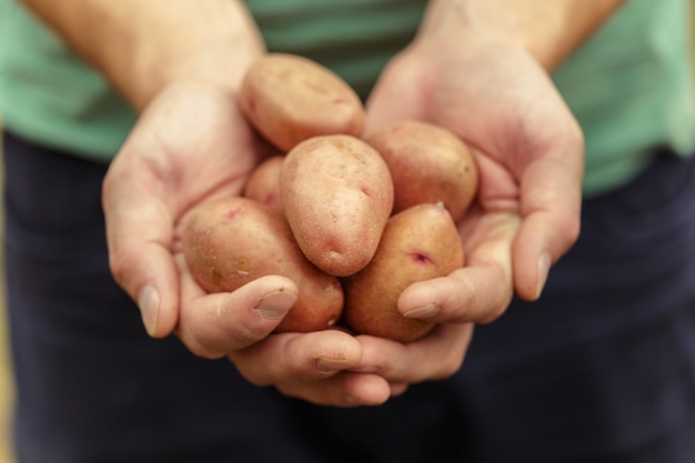 Aardappelen in handen op grond
