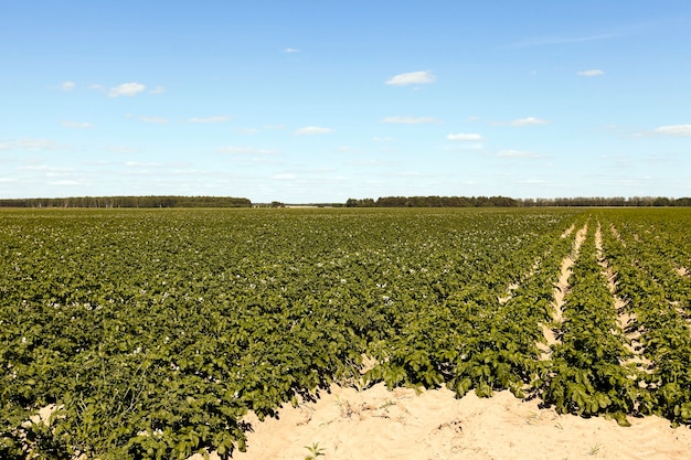 Aardappelen in het veld - de groef waarop groene aardappelen groeien, zomer, blauwe lucht