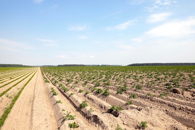 Aardappelen in het veld