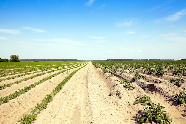 Aardappelen in het veld