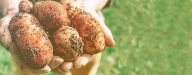 Aardappelen oogsten in de handen van oude dames banner