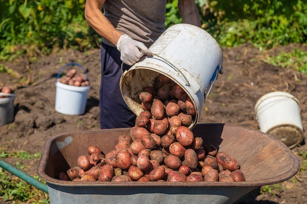 Aardappelen oogsten in de tuin van een mensenboer. Selectieve aandacht. Natuur.