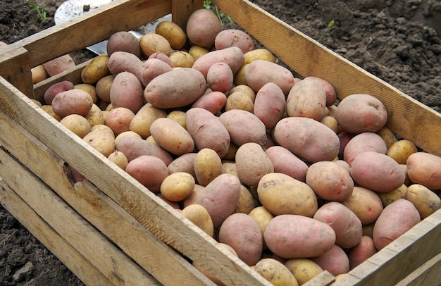 Foto aardappelen oogsten op een landbouwgebied