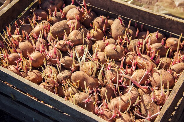 Aardappelen planten. tuin. selectieve aandacht. Biologisch voedsel.