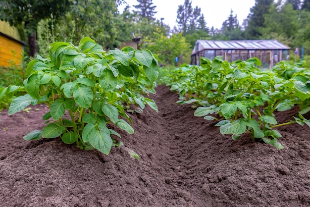 Aardappelen Rijen jonge plantspruiten in een ondergedompeld bed op een erfstuk