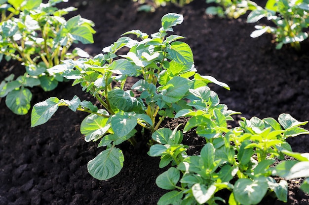 Aardappelen telen in rijen in het veld. landbouw