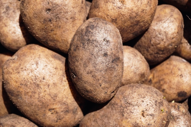 Aardappelen van dichtbij in de zon