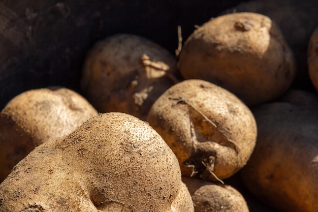 aardappelen van verschillende grootte in een rieten mand