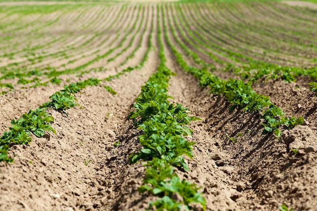 Aardappelen veld