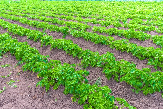 Aardappelen Veldplantage groen veld van aardappelen in rij Boerderijveld in landbouwseizoen