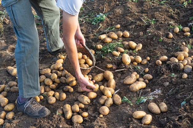 Aardappelen vers van de grond. Man die aardappelen verzamelt. Landbouw.