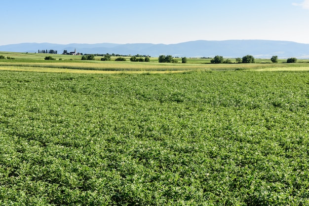 Aardappelgebied bij de zomer in Roemenië, Transsylvanië.