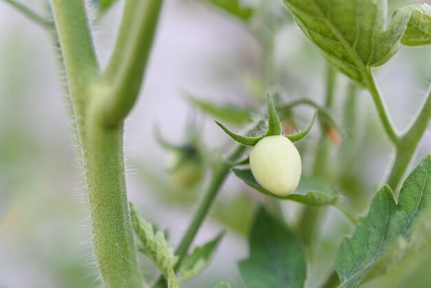 Aardappelplant