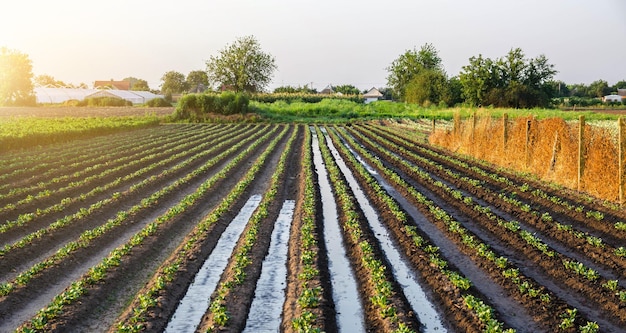 Aardappelplantage in de vroege ochtend water geven Regen en neerslag Landbouw en agribusiness Groenten buiten op open grond telen Oppervlakte-irrigatie van gewassen op plantage