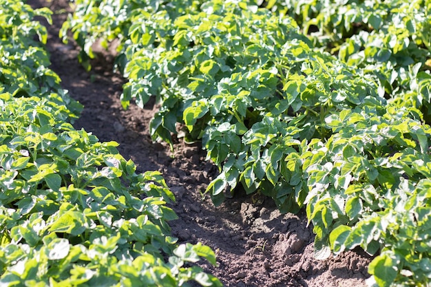 Aardappelplantages groeien in het veld Landbouwlandbouw Groen veld van aardappelen op een rij Aardappelplantages solanum tuberosum Zomerlandschap met landbouwgrond