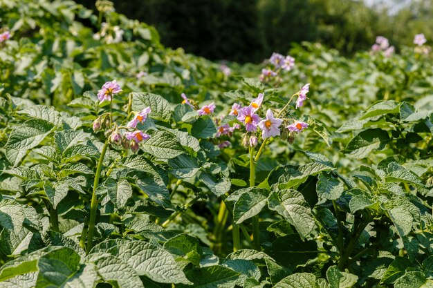 Aardappelplantbloemen die in de tuin bloeien