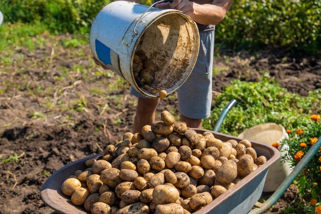 Aardappels graven. Aardappelen oogsten op de boerderij. Milieuvriendelijk en natuurlijk product.