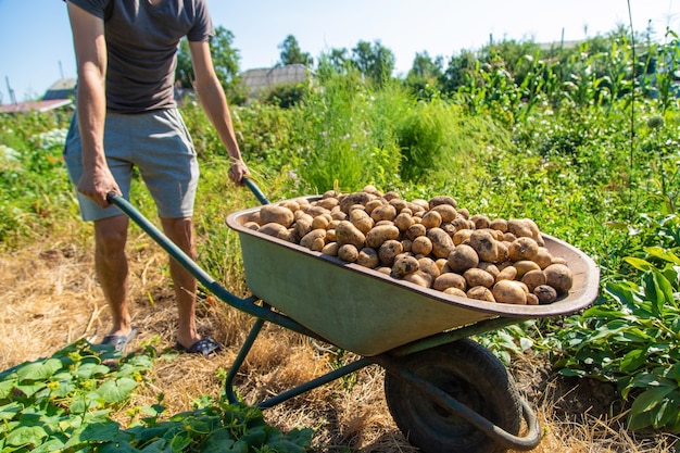 Aardappels graven. Aardappelen oogsten op de boerderij. Milieuvriendelijk en natuurlijk product.