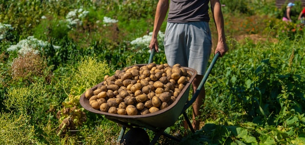 Aardappels graven. Aardappelen oogsten op de boerderij. Milieuvriendelijk en natuurlijk product.