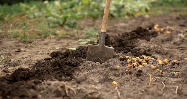 Aardappels graven in de tuin onder een schop Tuinieren landbouw landelijk