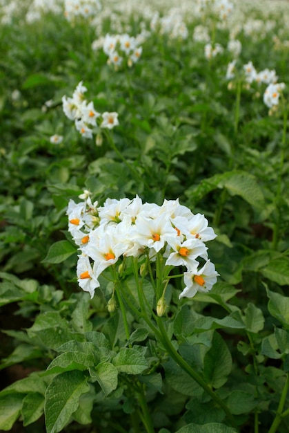 Aardappelspruiten op het bed van de boerderij jonge aardappelen bloeiende rijpende aardappelen