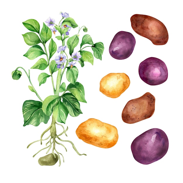 Aardappelstruik aquarel illustratie op witte achtergrond