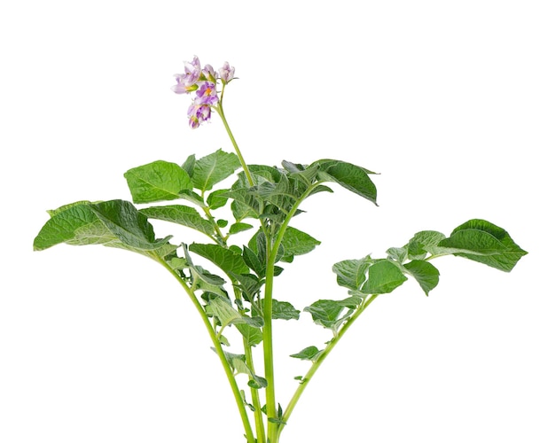 Aardappelstruik met roze bloemen geïsoleerd op witte achtergrond Bloeiende aardappelstruik Uitknippad