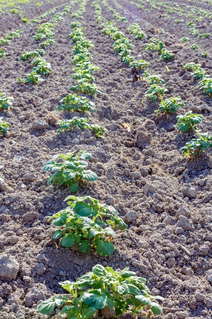 Aardappelstruiken op de tuin in het dorp