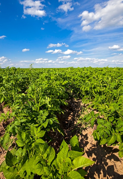 Aardappelveld - een landbouwveld waarop aardappelen groeien. zomertijd van het jaar