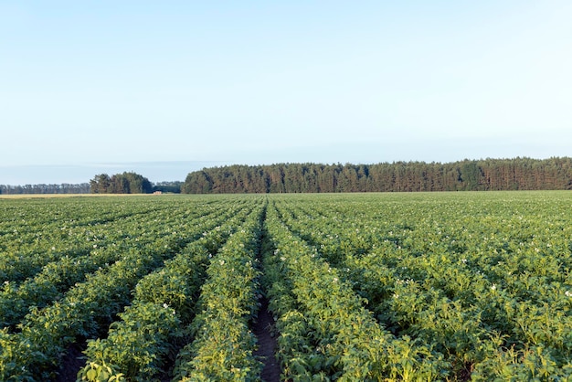 Aardappelveld met groene planten