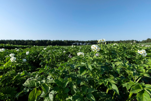 Aardappelveld met groene struiken van bloeiende aardappelen