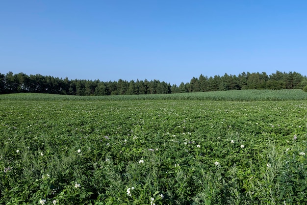 Aardappelveld met groene struiken van bloeiende aardappelen