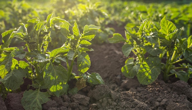 Aardappelzaailing geplant Moestuin landbouw landelijk bedrijf