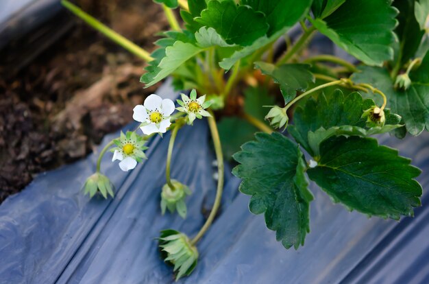 Aardbei bloeit