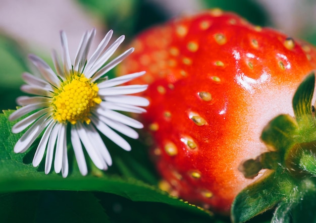 Foto aardbei en een madeliefje