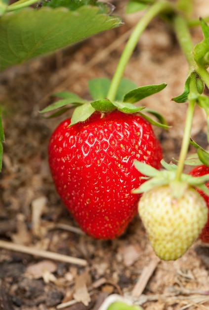 Aardbei groeit in de tuin.