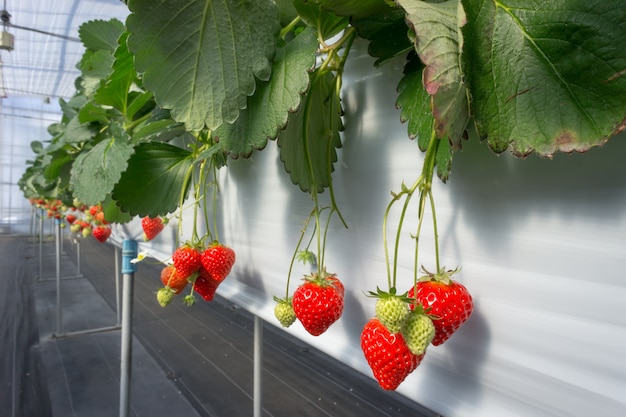 Aardbei hangende boerderij in Yuzawa, Japan.