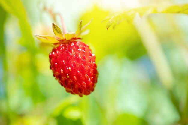 Aardbei hangt aan een tak. Macro foto. Het concept van de zomer, bessengewas, vitamine biologisch voedsel.