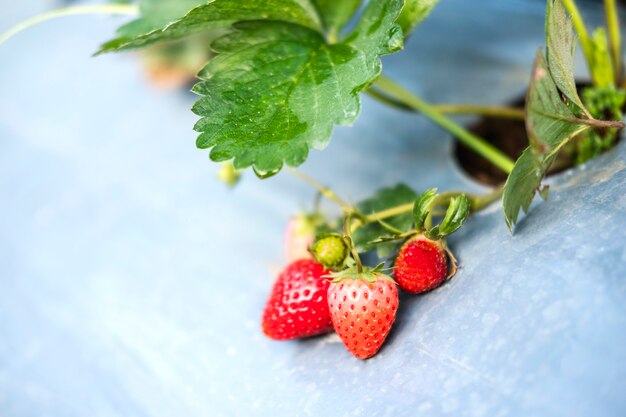 Aardbei in biologische aardbeienboerderij