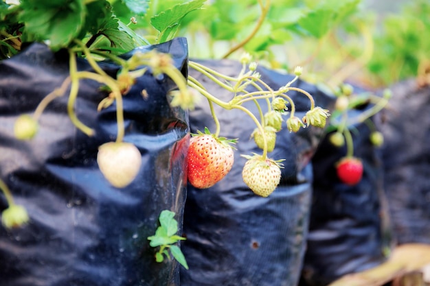 Aardbei in boerderij