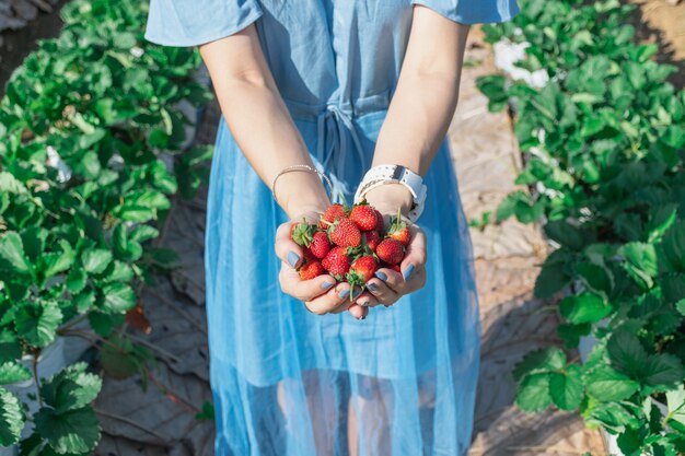 Aardbei in de hand van een fruitboer.