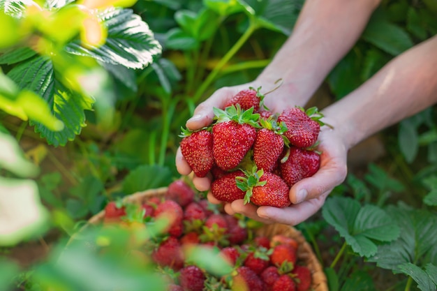 Aardbei in de handen van een boer in de tuin