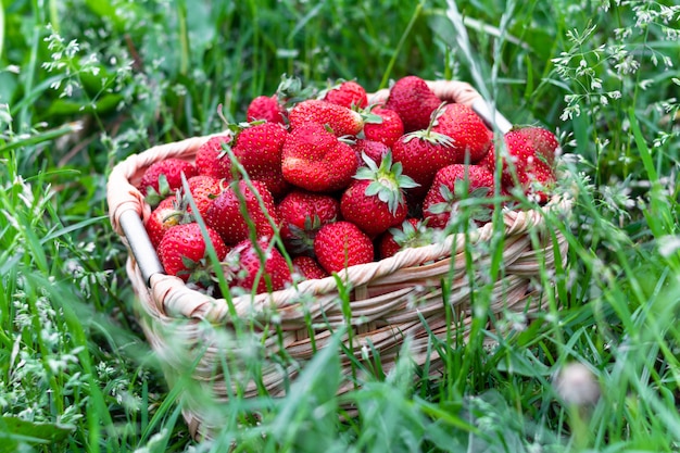 Foto aardbei in de mand op het groene gras