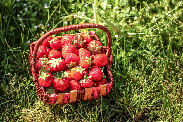 Aardbei in een rieten mand op het gras