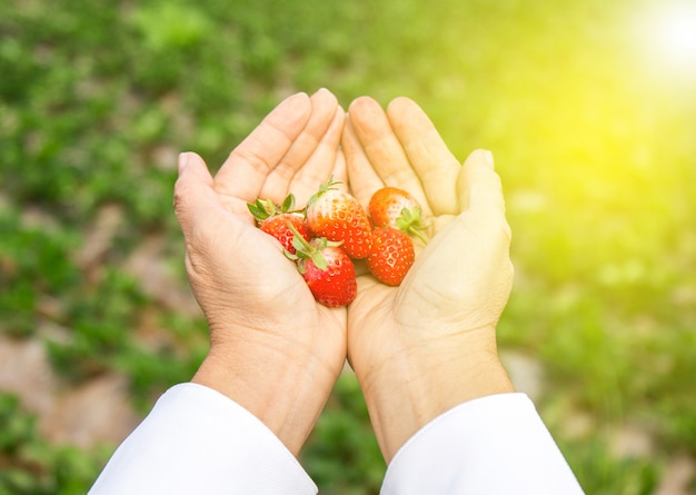 Aardbei in vrouwelijke hand