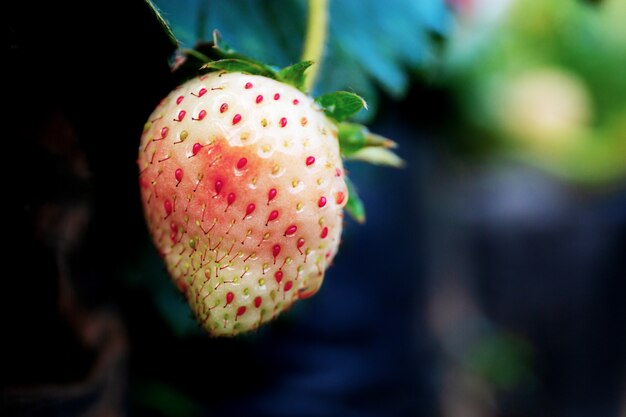 Foto aardbei met close-up op boom.