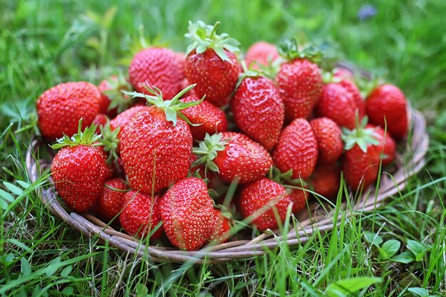 Aardbei op rieten tas buiten