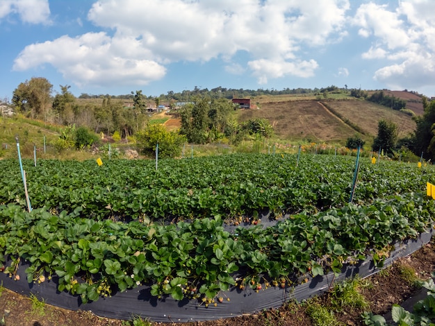 Foto aardbeiaanplanting in klein landbouwbedrijf bij heuvel, noordelijk thailand.